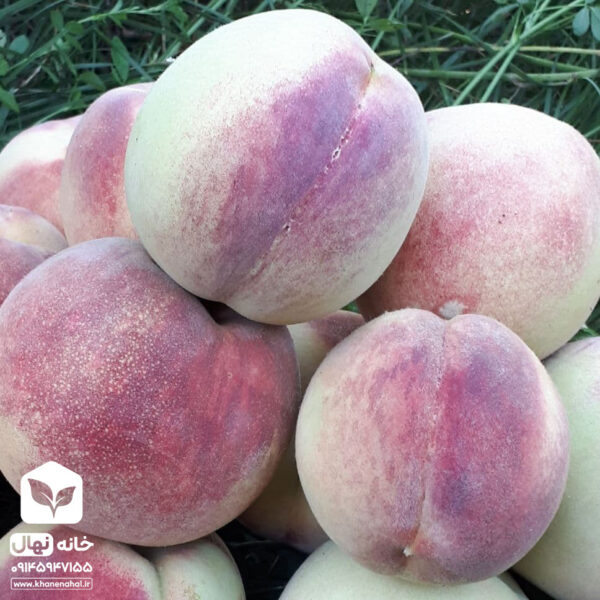 نهال هلو البرتا زود رس