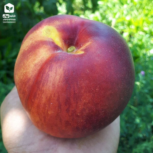 نهال شلیل مغان