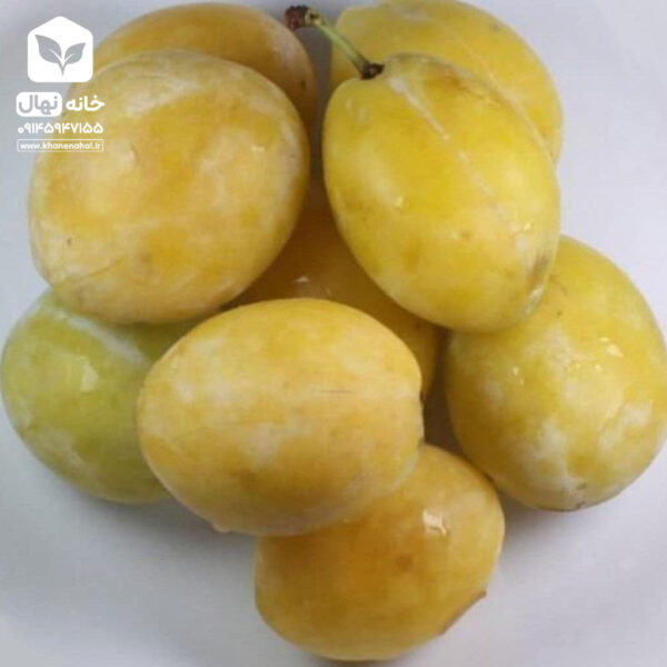 نهال آلو بخارا زرد
