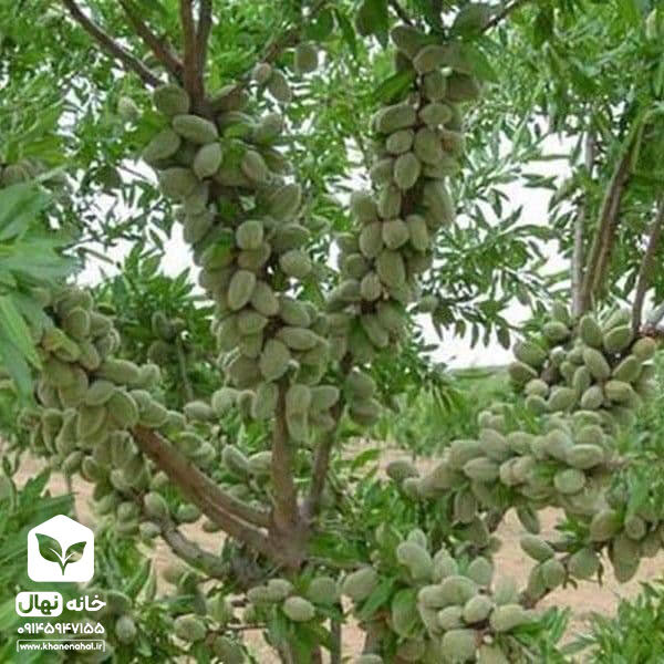 نهال بادام فرانیس