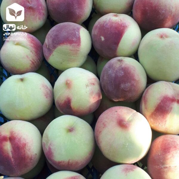 نهال هلو آلبرتا