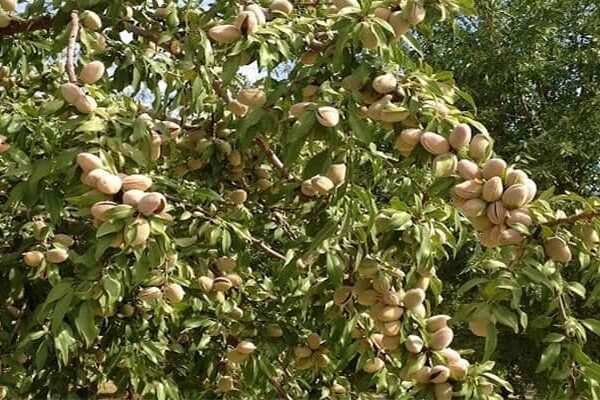 نهال بادام تونو