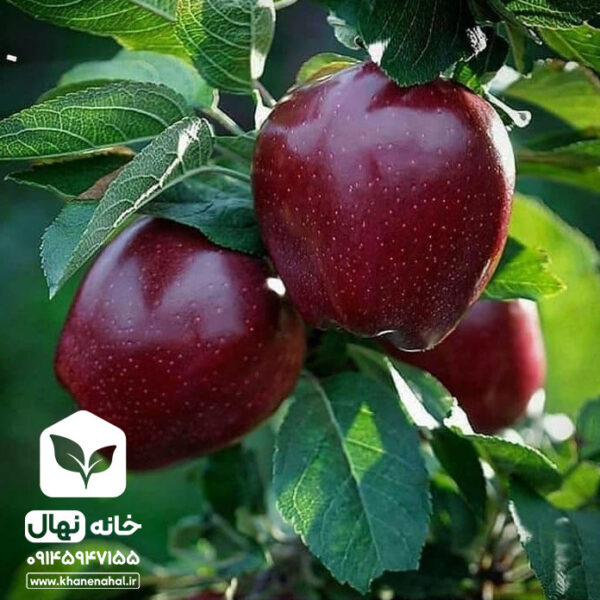 نهال سیب قرمز لبنان