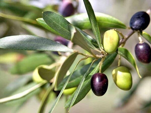 نهال زیتون ماری