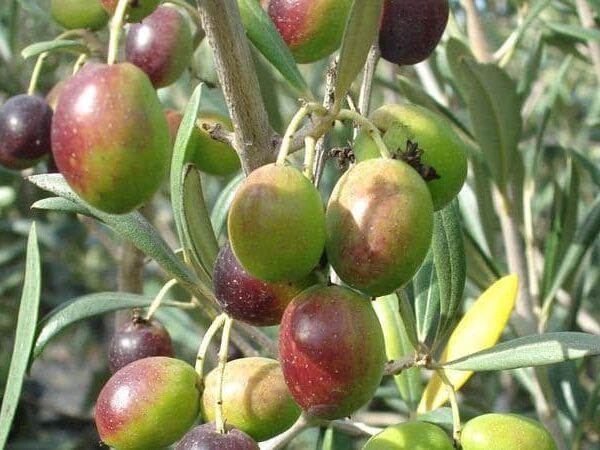 نهال زیتون سنگی